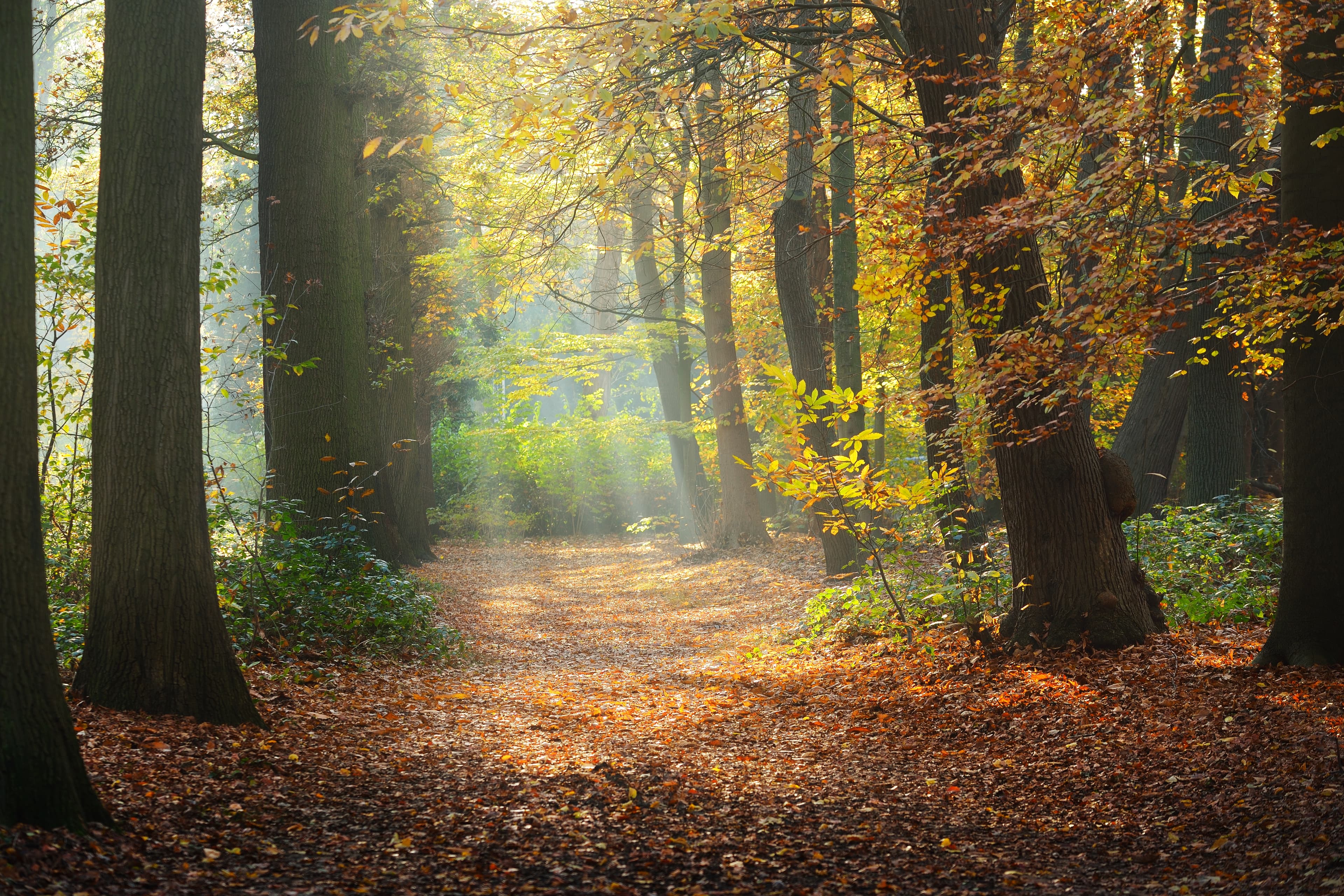 A sunlit path through an autumn forest