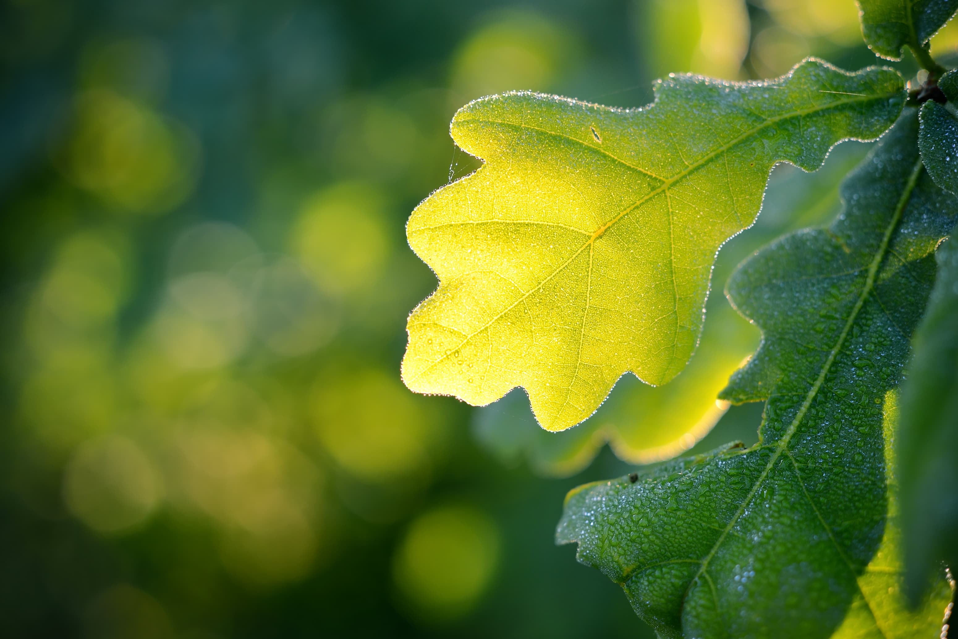 Fresh green leaves in morning light - new growth and hope