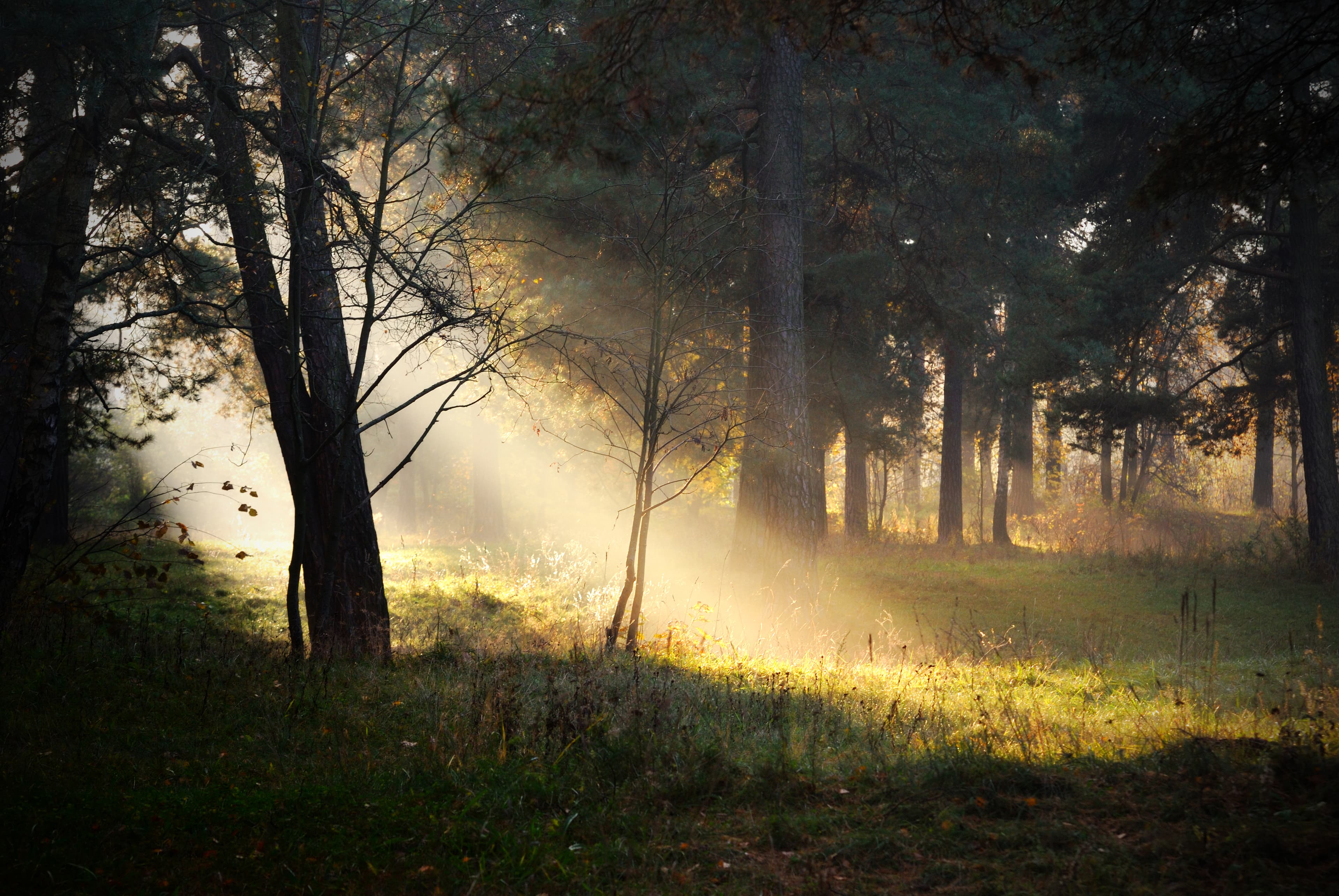Sunbeams breaking through foggy forest - hope through darkness